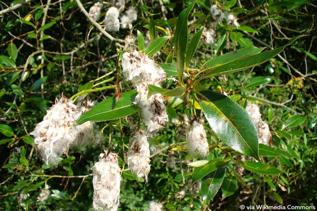 Lorbeer-Weide (Salix pentandra)