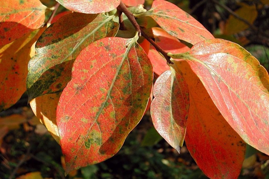 Lotuspflaume - Diospyros lotus