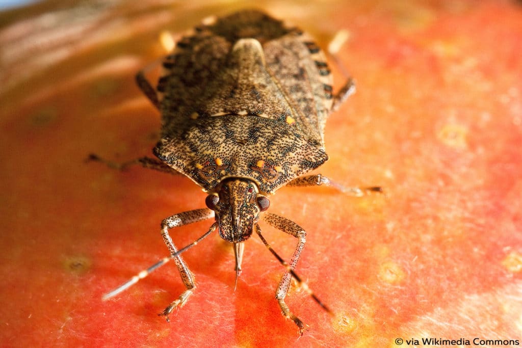 Marmorierte Baumwanze (Halyomorpha halys), Wanzenarten