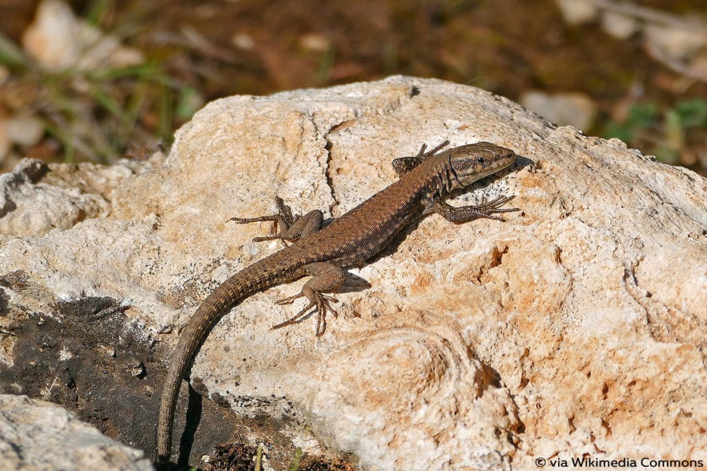 Mauereidechse (Podarcis muralis)