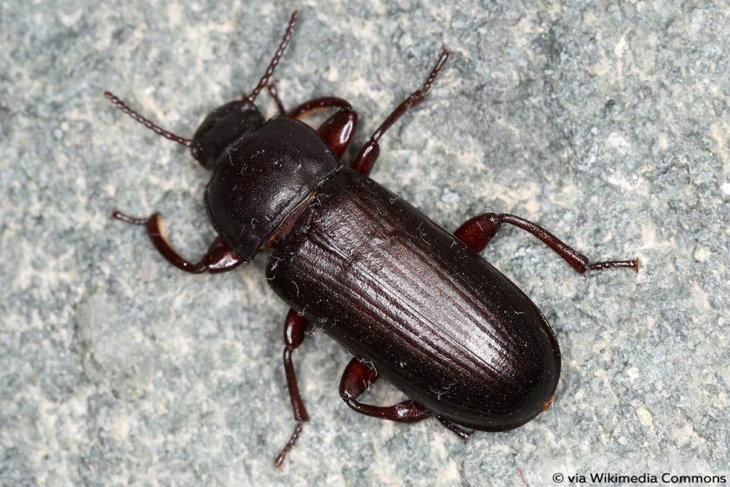 Mehlkäfer (Tenebrio molitor)