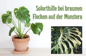 Monstera braune Flecken