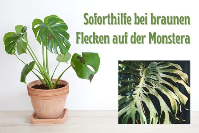 Monstera braune Flecken