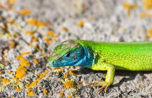 Östliche Smaragdeidechse, (Lacerta viridis), Eidechsen fressen