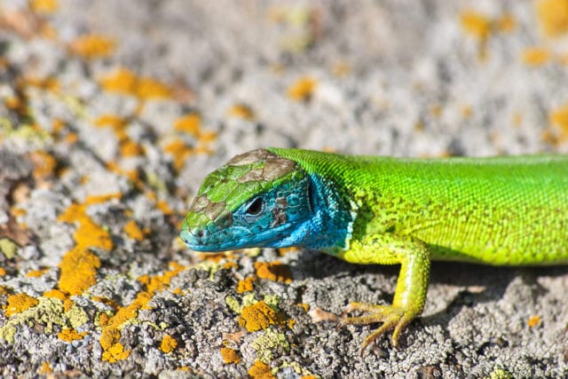 Östliche Smaragdeidechse, (Lacerta viridis), Eidechsen fressen