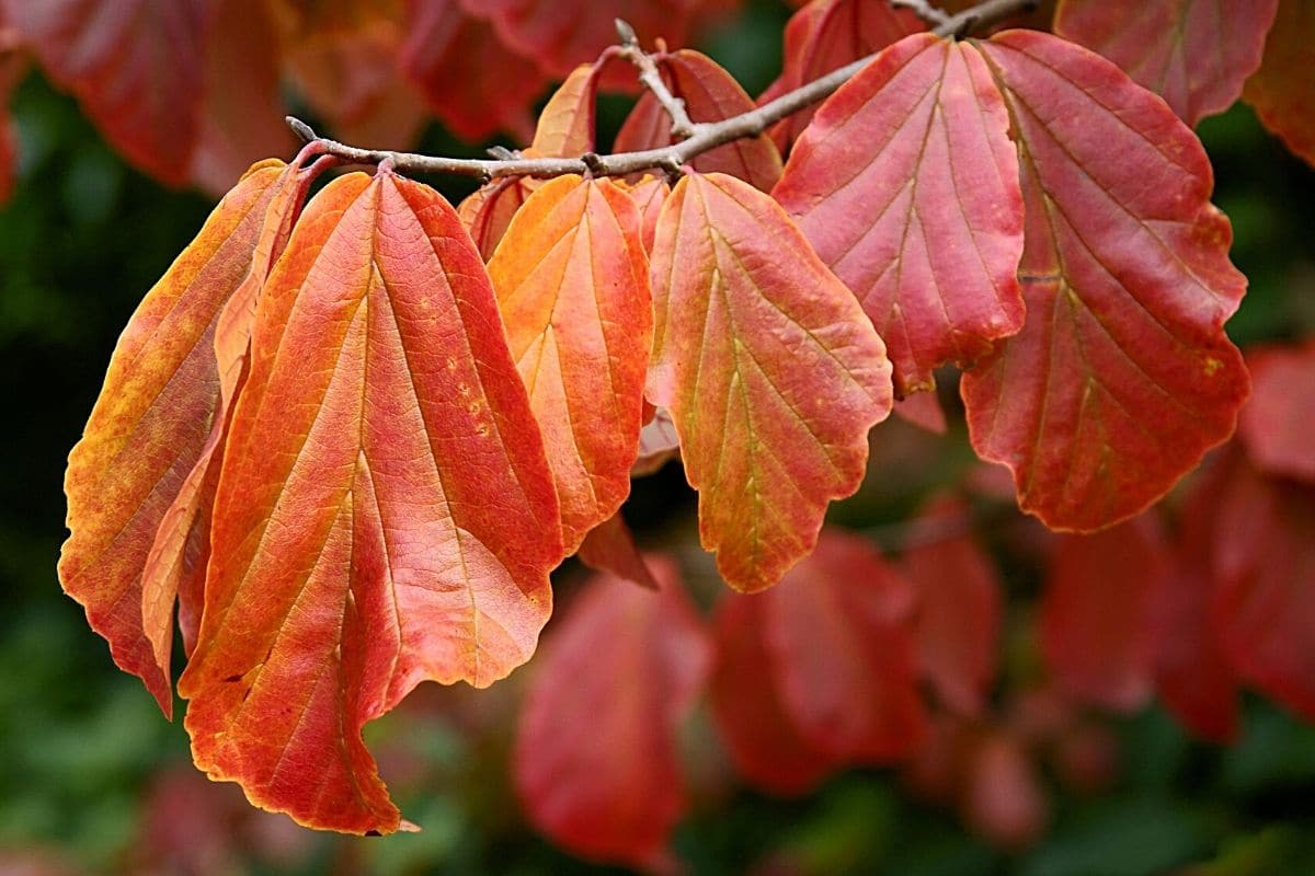 20 Bäume mit roten Blättern im Herbst Gartendialog.de