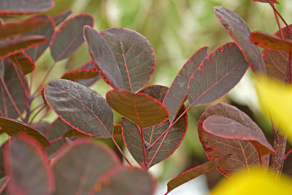 Pflanzen für Sonne und Trockenheit - Perückenstrauch 'Royal Purple' (Cotinus coggygria)