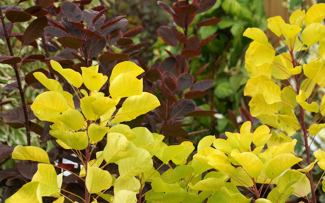 Perückenstrauch (Cotinus coggygria), Kübelpflanzen