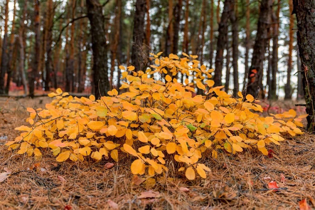 Perückenstrauch (Cotinus coggygria)