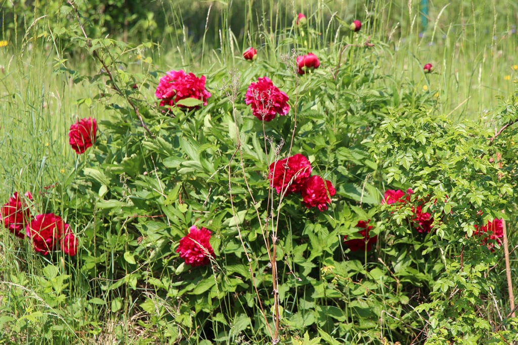 Pfingstrosen (Paeonia)