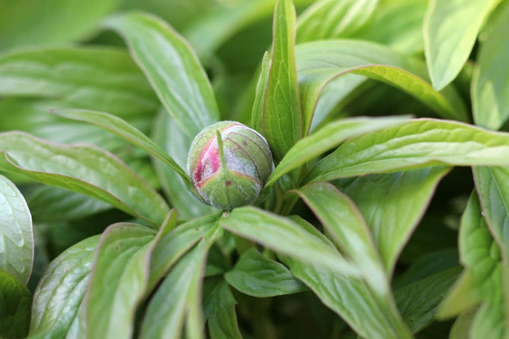 Paeonia