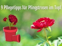 Pfingstrosen im Topf