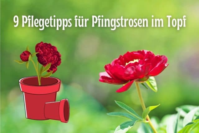 Pfingstrosen im Topf