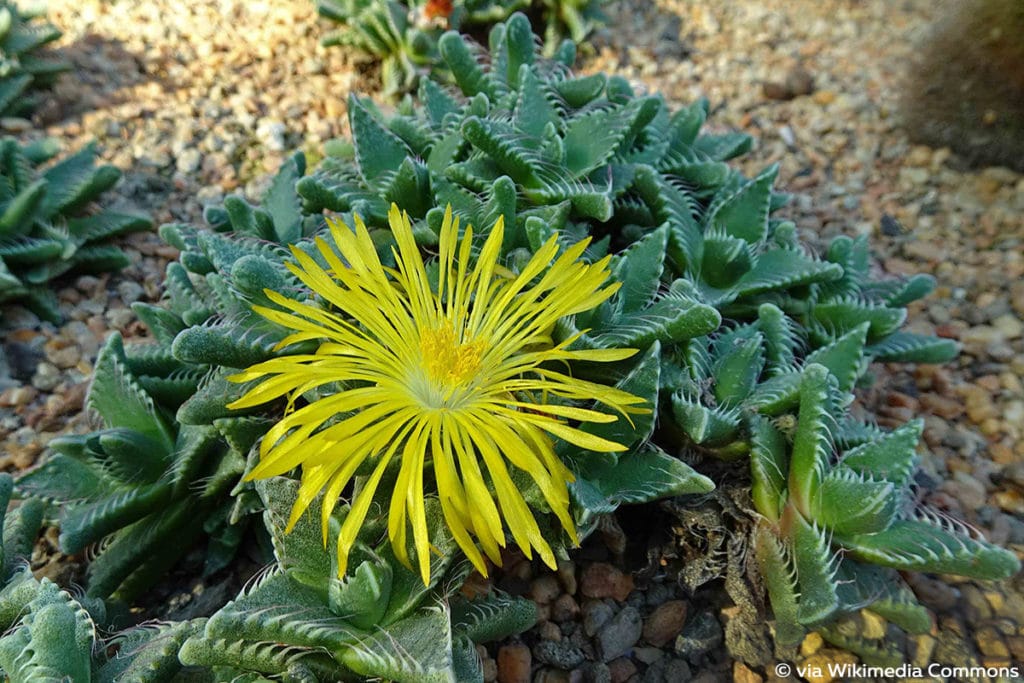 Faucaria tigrina, Agaven ähnliche Pflanze