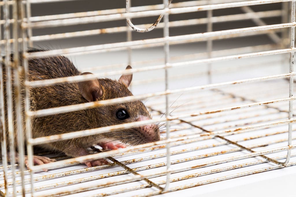 Ratte fangen, Lebendfalle