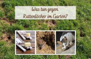 Rattenlöcher im Garten