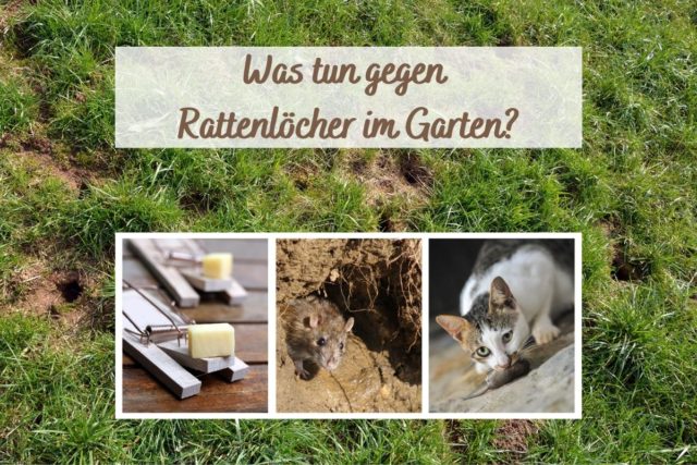 Rattenlöcher im Garten