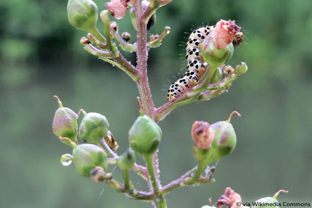 Braunwurz-Mönch (Shargacucullia scrophulariae)