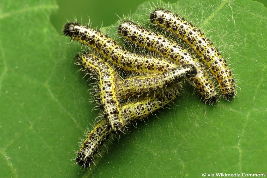 Kohlweißling (Pieris brassicae)