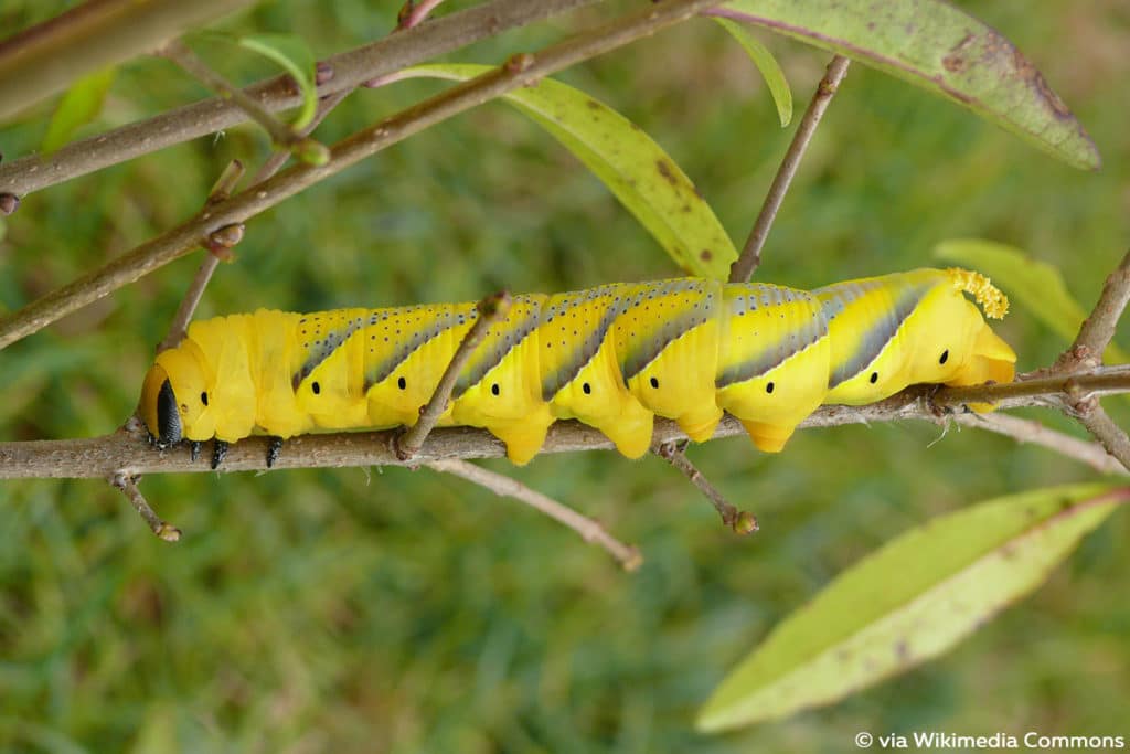 Totenkopfschwärmer (Acherontia atropos), Raupenarten