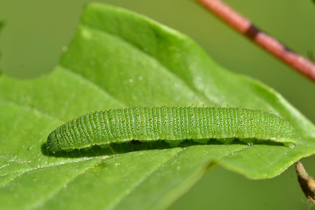 Zitronenfalter (Gonepteryx rhamni), Raupenarten