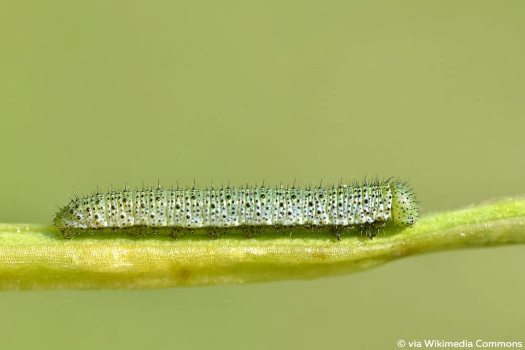 Aurorafalter (Anthocharis cardamines), Raupenarten