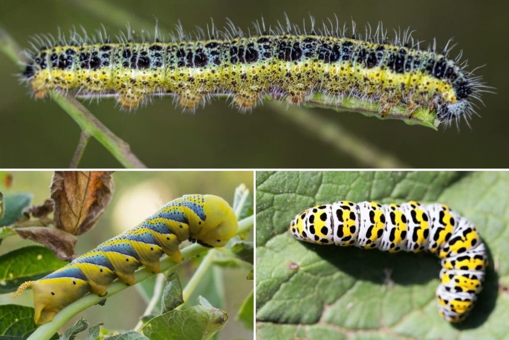 Raupen bestimmen nach Farben: 21 Raupenarten - Gartendialog.de