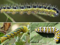 Raupenarten nach Farben sortiert
