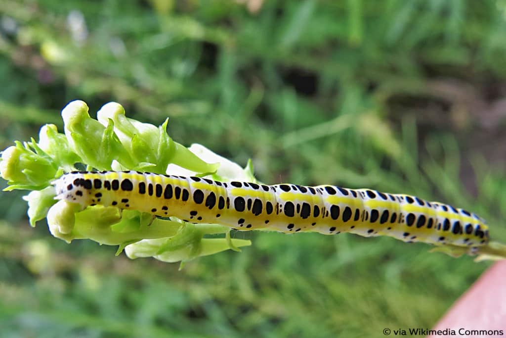 Möndcheneule (Calophasia lunula)