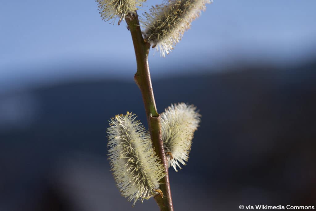 Reif-Weide (Salix daphnoides), Baumarten