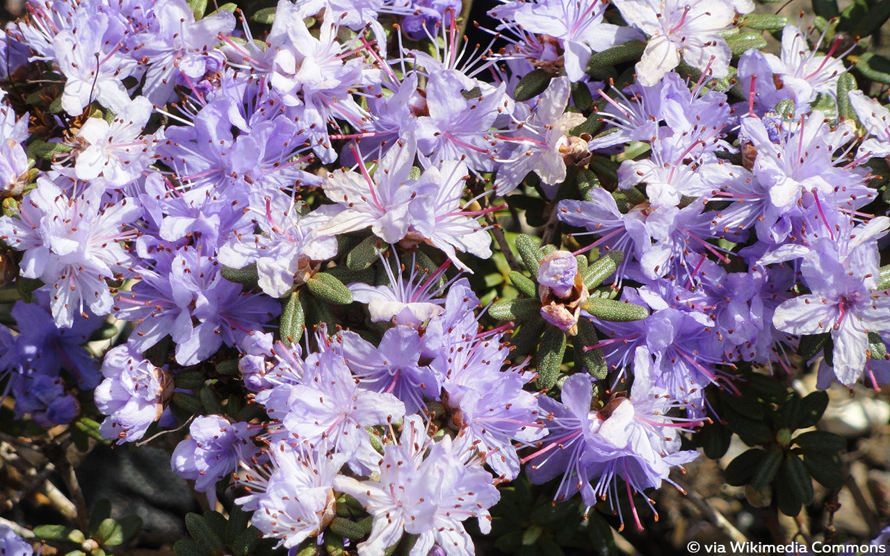 Rhododendron (Rhododendron impeditum), Kübelpflanze