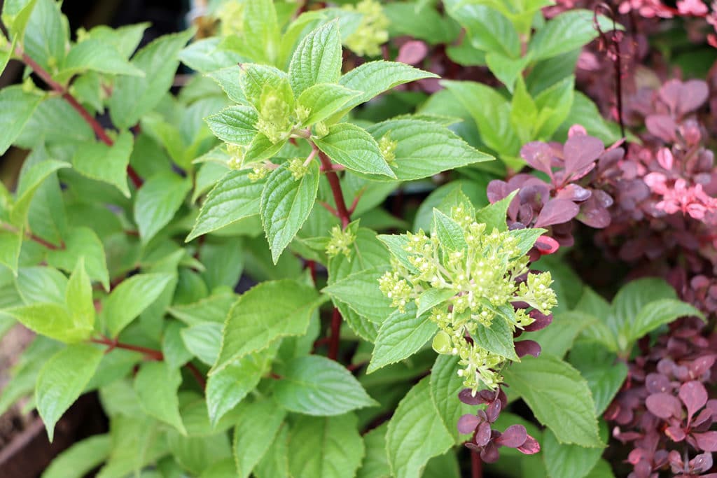 Rispenhortensie (Hydrangea paniculata)