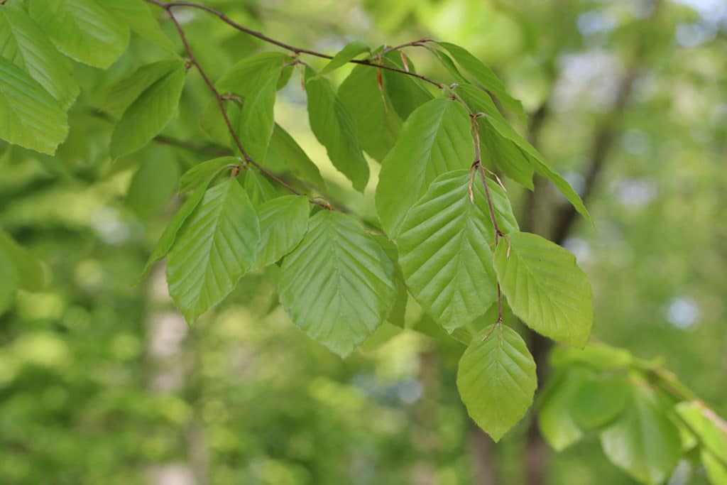 Fagus sylvatica