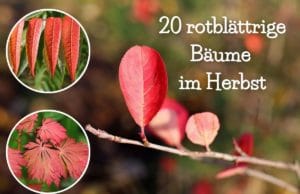 rote Blätter im Herbst