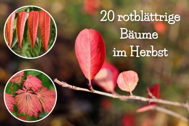 rote Blätter im Herbst