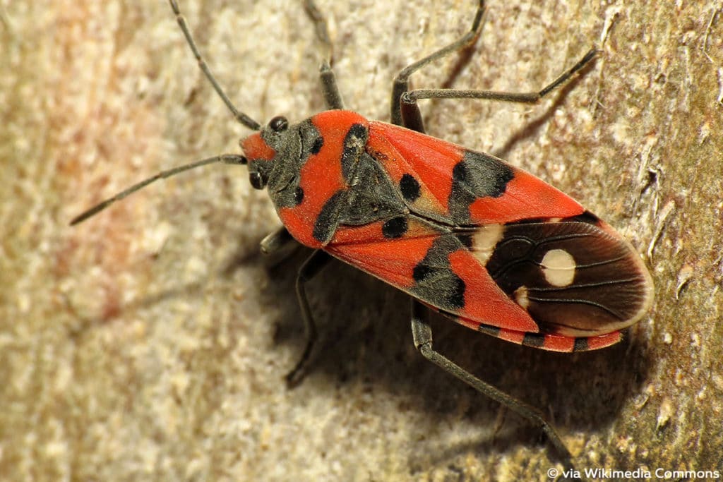 Rote Ritterwanze (Lygaeus equestris)