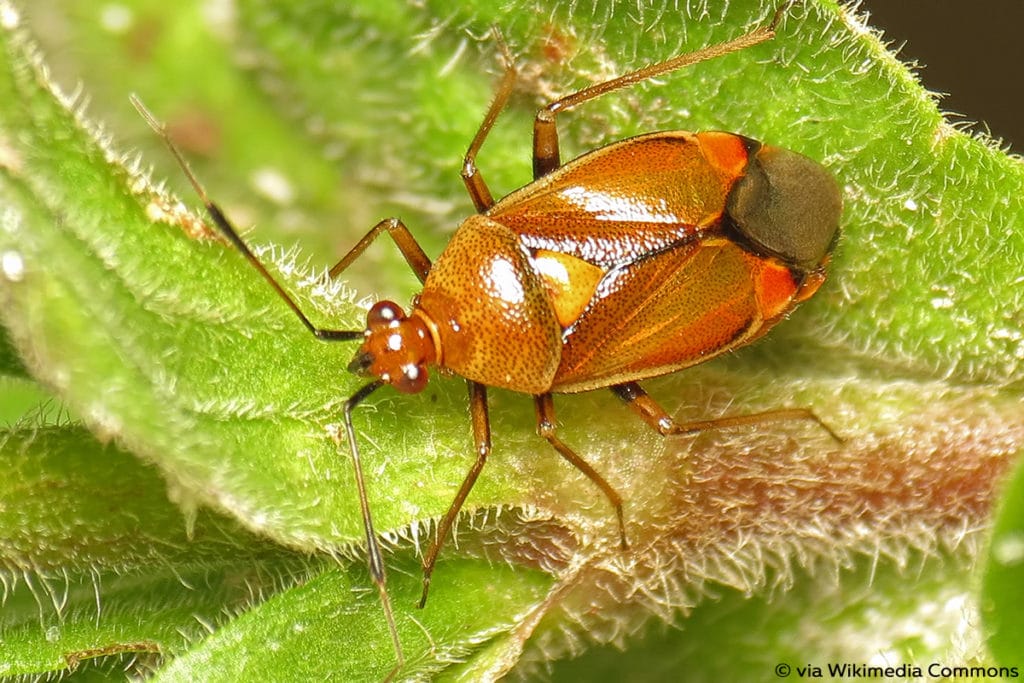 Rote Weichwanze (Deraeocoris ruber)