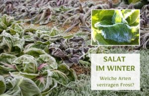 Salat im Winter