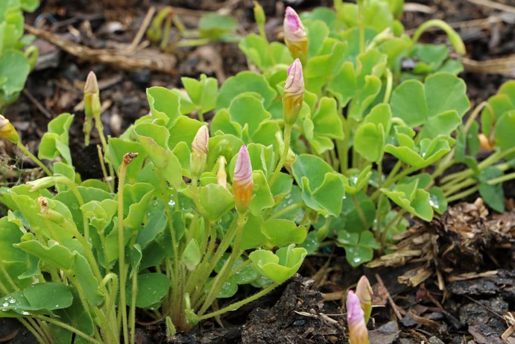 Sauerklee (Oxalis)