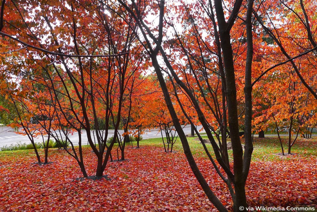 Scharlachkirsche - Prunus sargentii, rote Blätter im Herbst