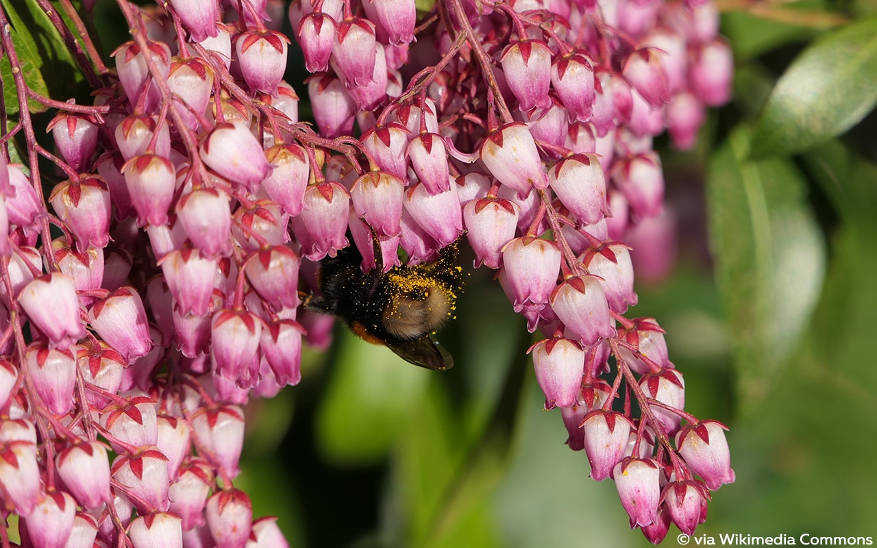 SchattenglöckchenJapanische Lavendelheide (Pieris japonica), Kübelpflanze