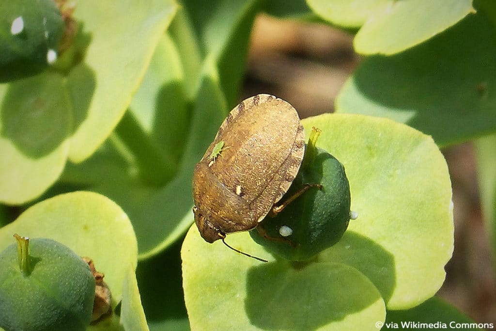 Schildkrötenwanze (Eurygaster testudinaria), Wanze