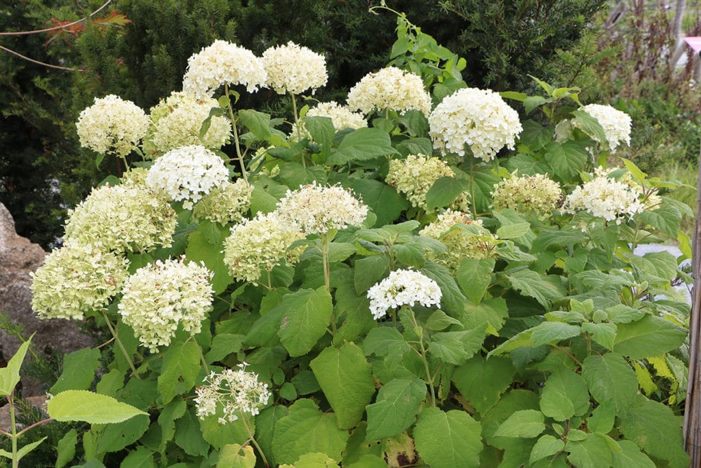 Pflanzen als Sichtschutz - Hortensie