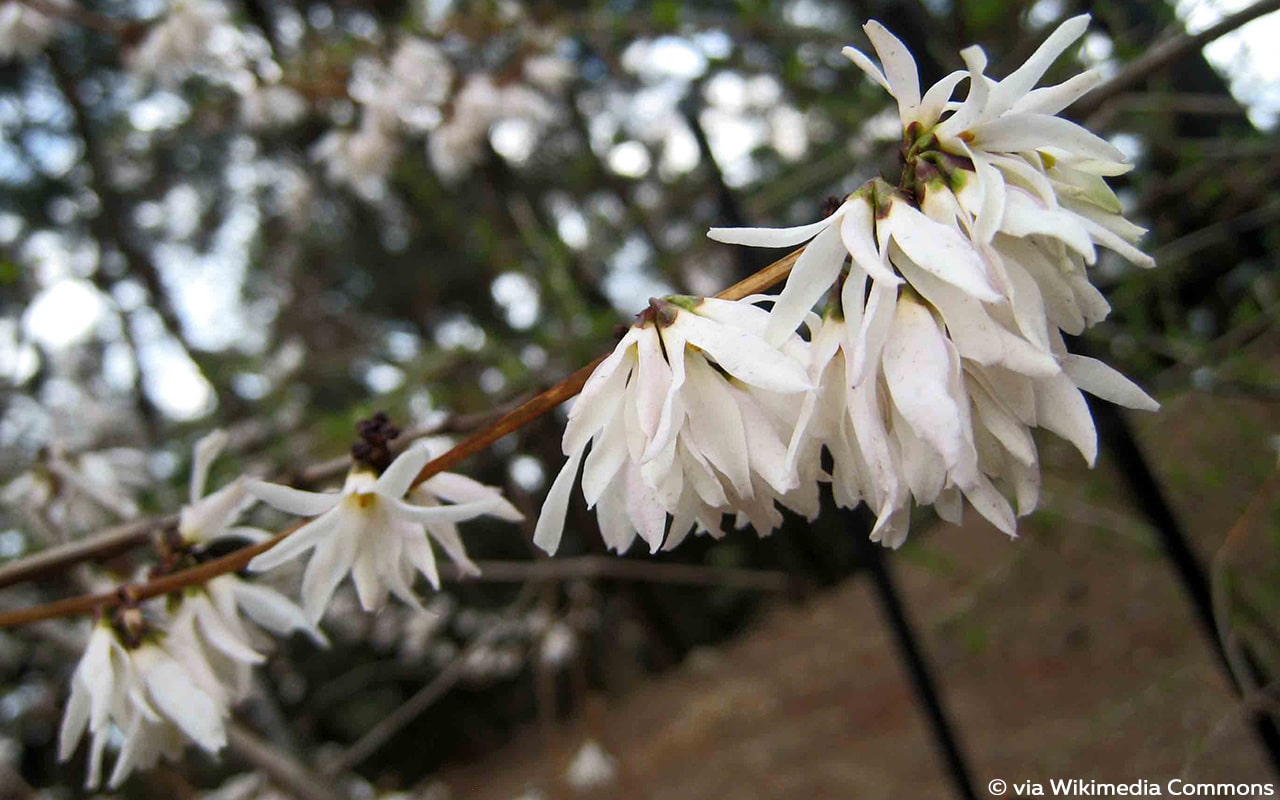 Schneeforsythie (Abeliophyllum distichum)