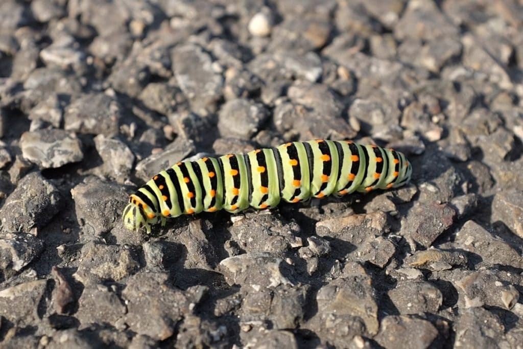 Schwalbenschwanz (Papilio machaon)