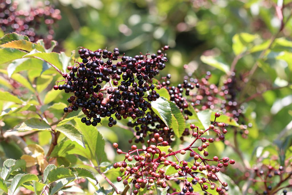 Schwarzer Holunder (Sambucus nigra), Beeren