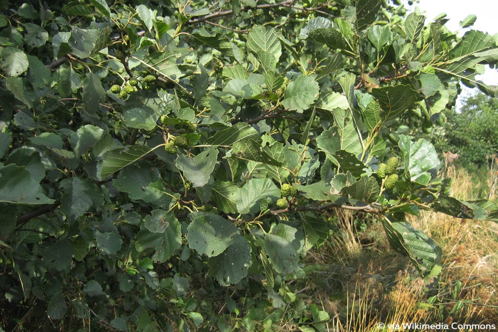 Schwarzerle (Alnus glutinosa)