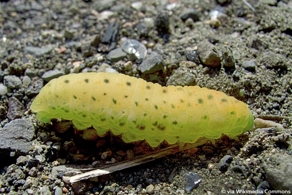 Segelfalter (Iphiclides podalirius)