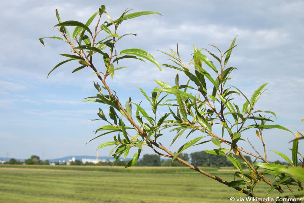 Silber-Weide (Salix alba)