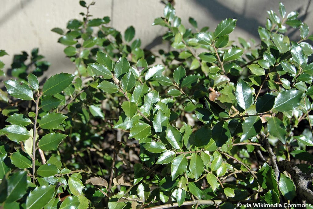 Stechpalme (Ilex aquifolium)